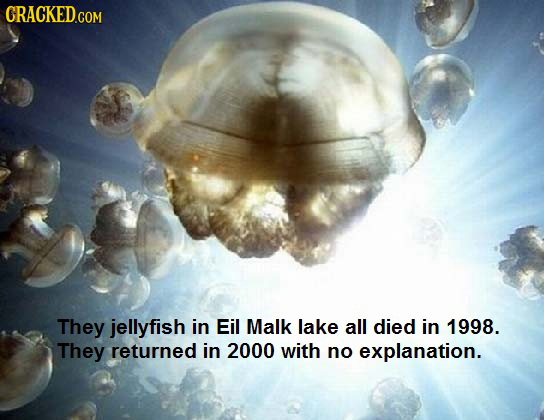 They jellyfish in Eil Malk lake all died in 1998. They returned in 2000 with no explanation. 