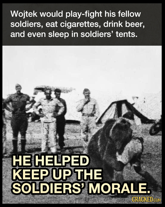 Wojtek would play-fight his fellow soldiers, eat cigarettes, drink beer, and even sleep in soldiers' tents. He helped keep up soldier's morale.