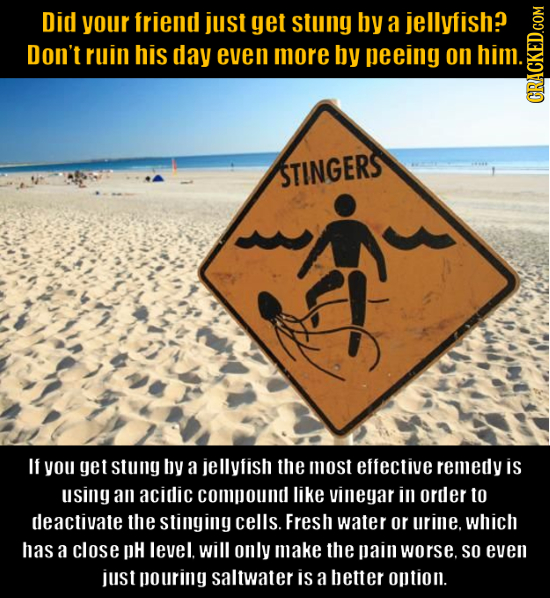 Did your friend just get stung By a jellyfish? Don't ruin his day even more by peeing on him. CRAG STINGERS If you get stung by a jellyfish the most e