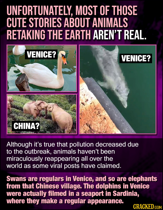 UNFORTUNATELY, MOST OF THOSE CUTE STORIES ABOUT ANIMALS RETAKING THE EARTH AREN'T REAL. VENICE? VENICE? CHINA? Although it's true that pollution decre
