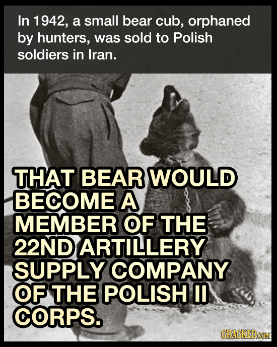 In 1942, a small bear cub, orphaned by hunters, was sold to Polish soldiers in Iran. THAT BEAR WOULD BECOME A MEMBER OF THE 22ND ARTILLERY SUPPLY COMP