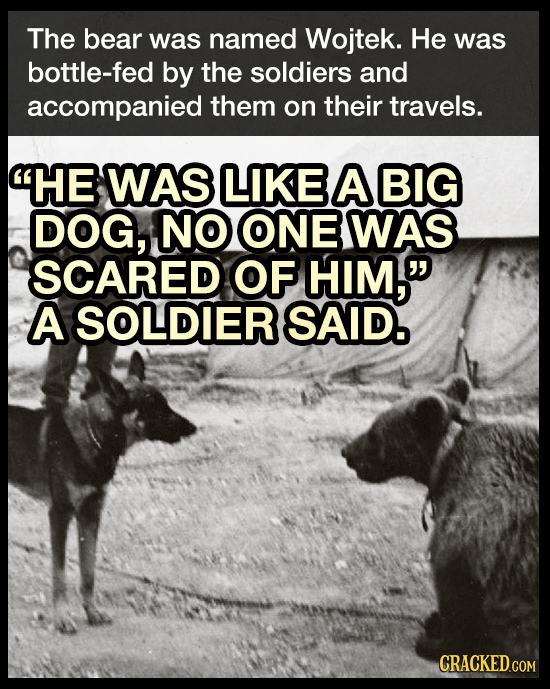 The bear was named Wojtek. He was bottle-fed by the soldiers and accompanied them on their travels. HE WAS LIKE A BIG DOG, NO ONE WAS SCARED OF HIM,