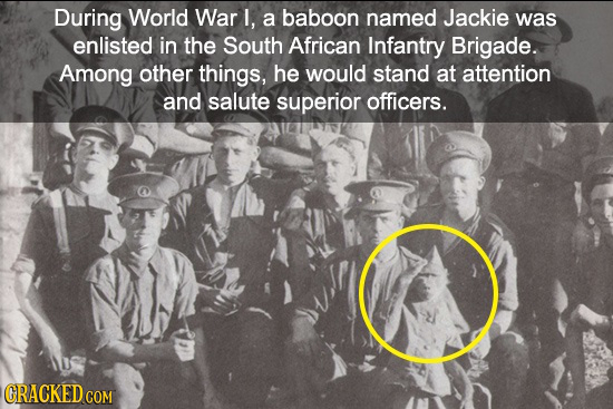 During World War I, a baboon named Jackie was enlisted in the South African Infantry Brigade. Among other things, he would stand at attention and salu