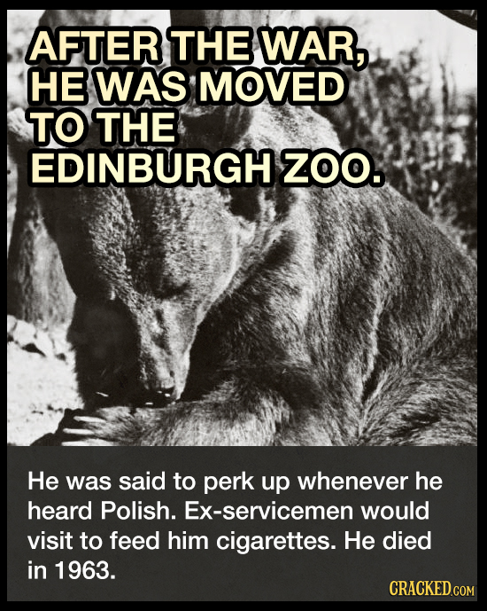 AFTER THE WAR, HE WAS MOVED TO THE EDINBURGH ZOO. He was said to perk up whenever he heard Polish. Ex-servicemen would visit to feed him cigarettes. H
