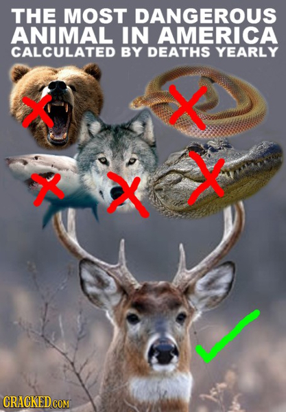 THE MOST DANGEROUS ANIMAL IN AMERICA CALCULATED BY DEATHS YEARLY X X X X