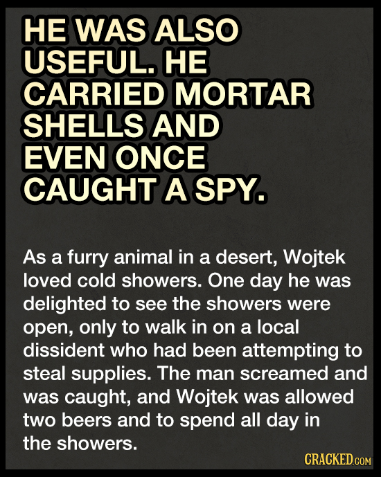 HE WAS ALSO USEFUL. HE CARRIED MORTAR SHELLS AND EVEN ONCE CAUGHT A SPY. As a furry animal in a desert, Wojtek loved cold showers. One day he was deli