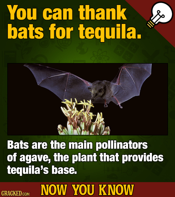 17 Ice-Cold Facts About Alcohol To Sip On