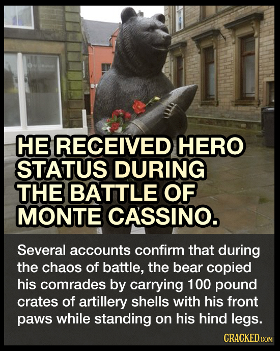 The Bear That Fought In World War Ii Cracked Com The Bear That Fought In World War Ii Cracked Com