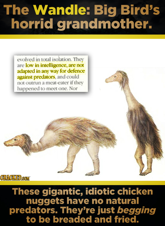 The Wandle: Big Bird's horrid grandmother. evolved in total isolation. They are low in intelligence, are not adapted in any way for defence against pr