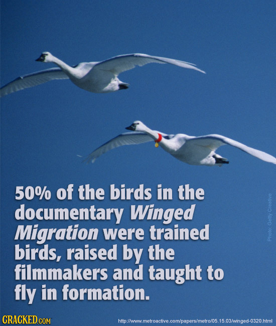 50% of the birds in the documentary Winged Creative Migration were trained Getty birds, raised by the Photo: filmmakers and taught to fly in formation