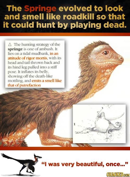 The Springe evolved to look and smell like roadkill sO that it could hunt by playing dead. A The hunting strategy of the springe is one of ambush. It