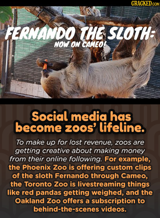 CRACKED.COM FERNANDO THE SLOTH: NOW ON CAMEO! Social media has become ZOOS' lifeline. To make up for lost revenue, ZOOS are getting creative about mak
