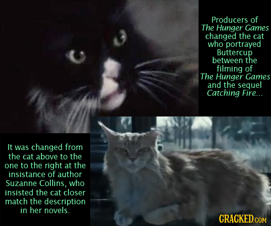 Producers of The Hunger Games changed the cat who portrayed Buttercup between the filming of The Hunger Games and the sequel Catching Fire... It was c