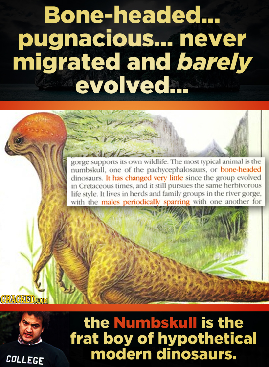 Bone-headed... pugnacious... never migrated and barely evolved... gorge supports its own wildlife The most typical animal is the numbskull. one of the