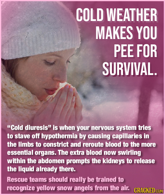 COLD WEATHER MAKES YOU PEE FOR SURVIVAL. Cold diuresis is when your nervous system tries to stave off hypothermia by causing capillaries in the limb