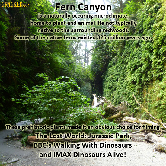 CRACKED.COM Fern Canyon is a naturally occuring microclimate, home to plant and animal life not typically native to the surrounding redwoods. Some of