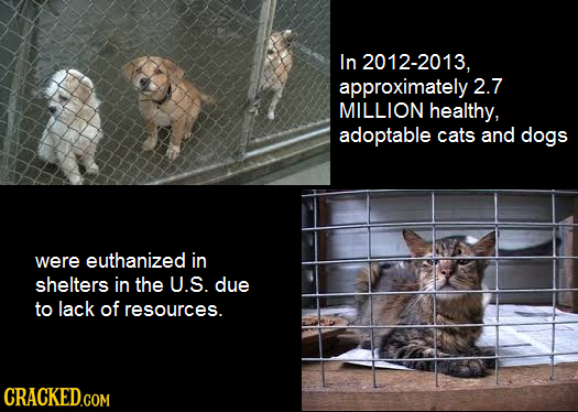 In 2012-2013, approximately 2.7 MILLION healthy, adoptable cats and dogs were euthanized in shelters in the U.S. due to lack of resources. CRACKED.COM