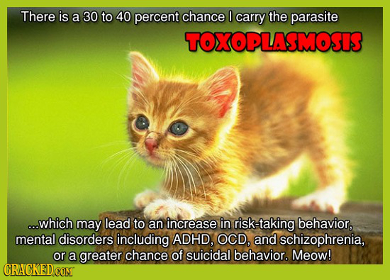 There is a 30 to 40 percent chance 0 carry the parasite TOXOPLASMOSIS ...which may lead to an increase in risk-taking behavior, mental disorders inclu