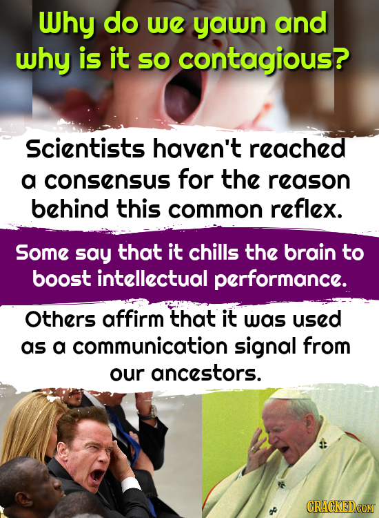 Why do we yawn and why is it SO contagious? Scientists haven't reached a consensus for the reason behind this common reflex. Some say that it chills the brain to boost intellectual performance. Others affirm that it was used as a communication signal from our ancestors.