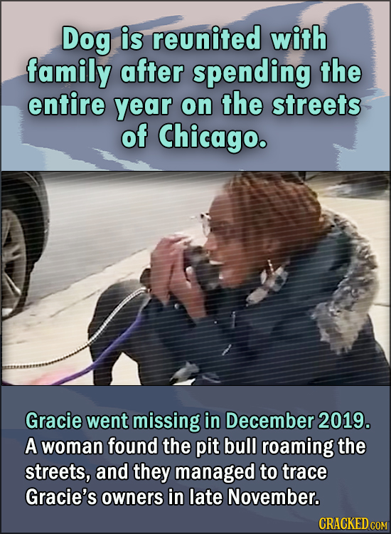 15 Feel Good Stories Of 2020 To End This Wretched Year - Dog is reunited with family after spending the entire year on the streets of Chicago. Gracie