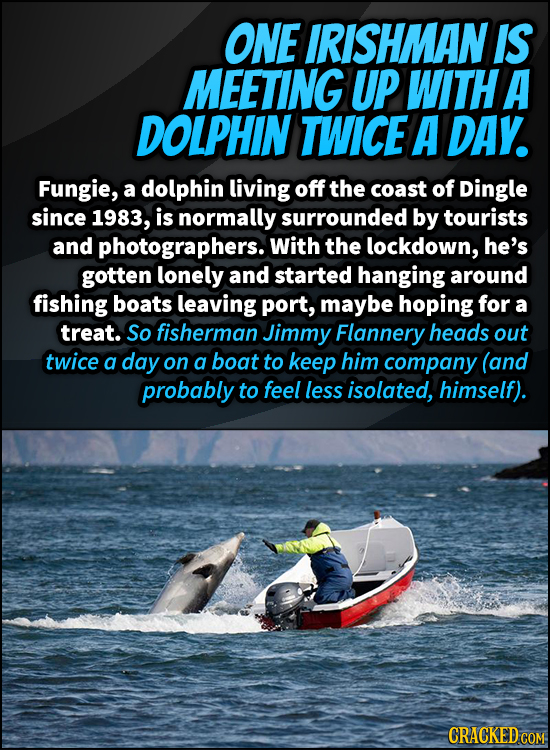 ONE IRISHMAN IS MEETING UP WITH A DOLPHIN TWICE A DAY. Fungie, a dolphin living off the coast of Dingle since 1983, is normally surrounded by tourists