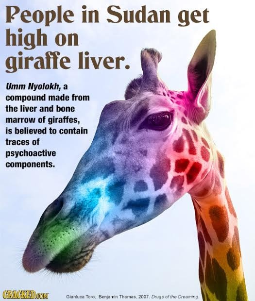 Reople in Sudan get high on giraffe liver. Umm Nyolokh, a compound made from the liver and bone marrow of giraffes, is believed to contain traces of p
