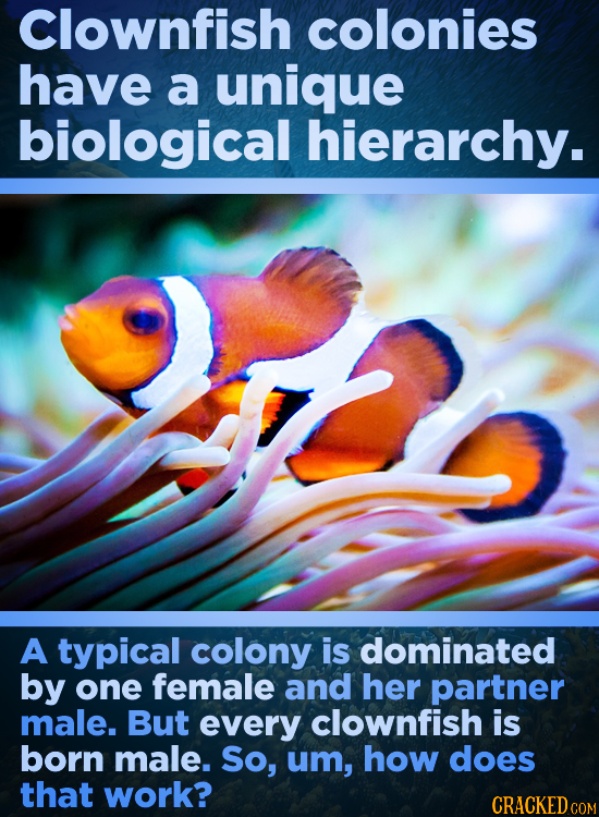 Clownfish colonies have a unique biological hierarchy. A typical colony is dominated by one female and her partner male. But every clownfish is born m