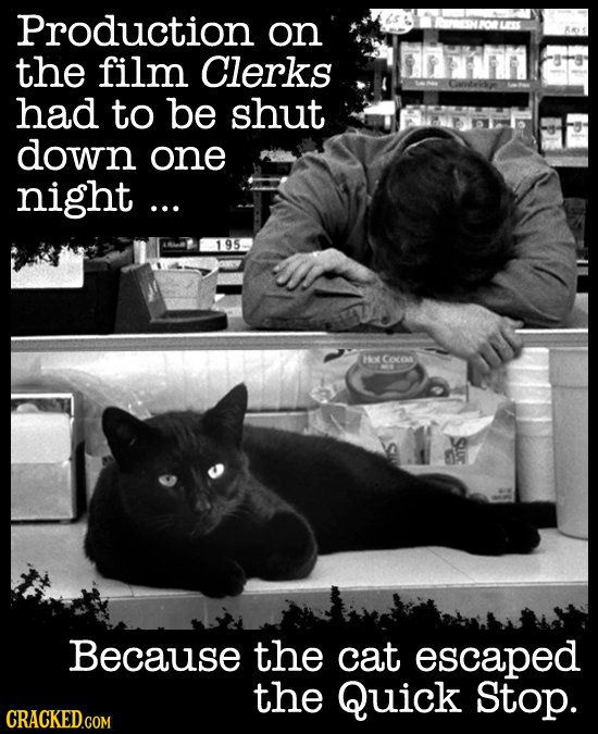 Production on the film Clerks had to be shut down one night... 195 Hov Coces Because the cat escaped the Quick Stop. CRACKED.GOM