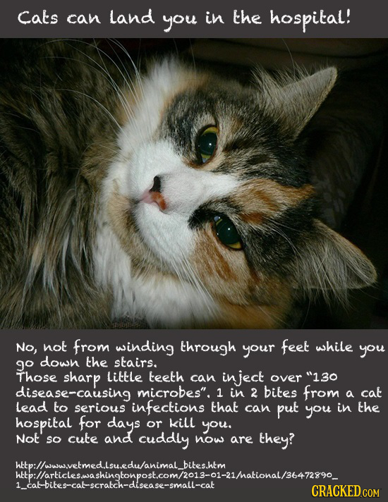 Cats can Landd you in the hospital! No, not from winding through your feet while you go down the stairs. Those sharp Little teeth can inject over 130