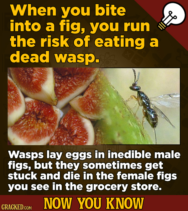 When you bite into a fig, you run the risk of eating a dead wasp. Wasps lay eggs in inedible male figs, but they sometimes get stuck and die in the fe