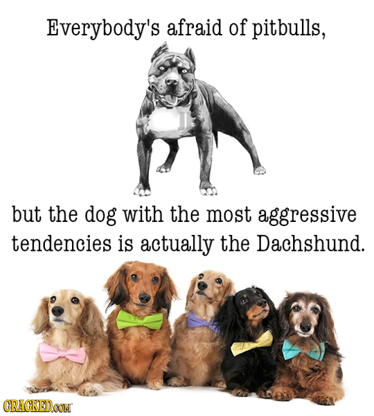 Everybody's afraid of pitbulls, but the dog with the most aggressive tendencies is actually the Dachshund. CRACKEDCON
