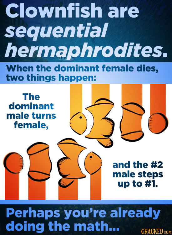 Clownfish are sequential hermaphrodites. When the dominant female dies, two things happen: The dominant male turns female, and the #2 male steps up to