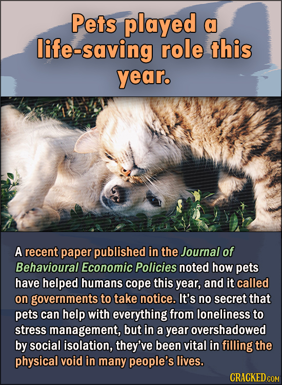 15 Feel Good Stories Of 2020 To End This Wretched Year - Pets played a life-saving role this year. A recent paper published in the Journal of Behavio