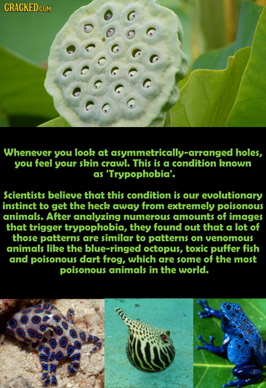 CRACKED CO Whenever you look at holes, you feel your skin crawl. This is aceyrarranged a known as 'Trypophobia'. Scientists believe that this conditio