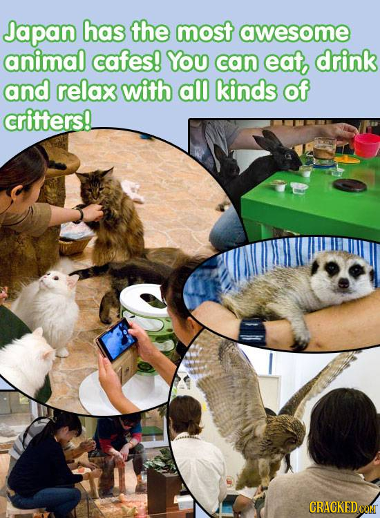 Japan has the most awesome animal cafes! YOU can eat drink and relax with all kinds of critters!. CRACKEDCON