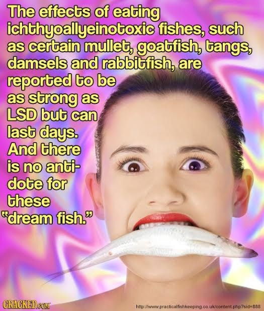 The effects of eating ichthyoallyeinotoxict fishes, such as certain mullet, goatfish, tangs, damsels and rabbitfish, are reported to be as strong as L