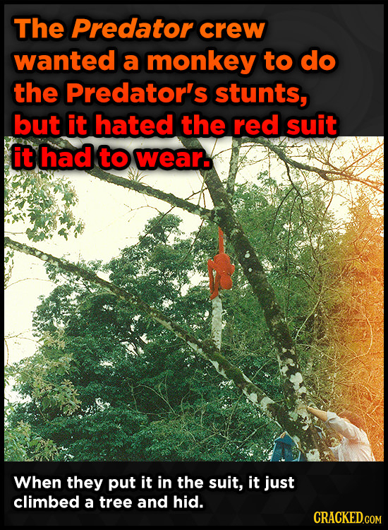 The Predator crew wanted a monkey to do the Predator's stunts, but it hated the red suit it had to wear. When they put it in the suit, it just climbed