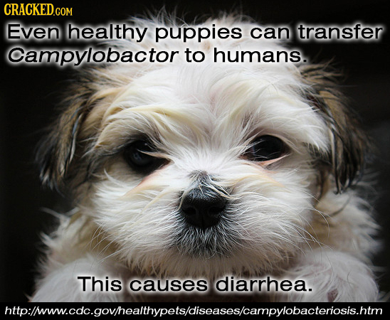 CRACKED Even healthy puppies can transfer Campylobactor to humans. This causes diarrhea. httplinow.coc.govhealthypelsdiseasescampylobacteriosishtm