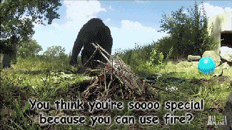 16 Animals Doing Things (That Shouldn't Be Possible)