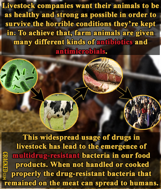 Livestock companies want their animals to be as healthy and strong as possible in order to survive the horrible conditions they're kept in. To achieve
