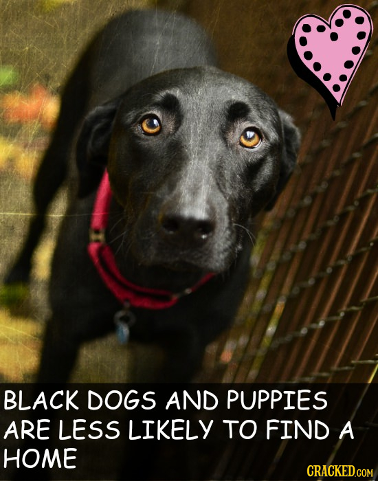 BLACK DOGS AND PUPPIES ARE LESS LIKELY TO FIND A HOME CRACKED.COM