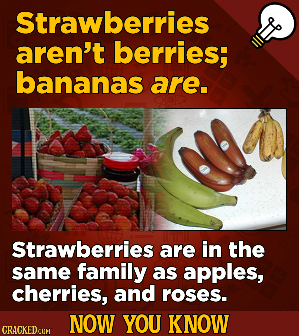 Strawberries aren't berries; bananas are. Strawberries are in the same family as apples, cherries, and roses. NOW YOU KNOW CRACKED COM