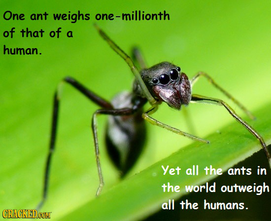 One ant weighs one- e-millionth of that of a human. Yet all the ants in the world outweigh all the humans. CRACKEDCOMT