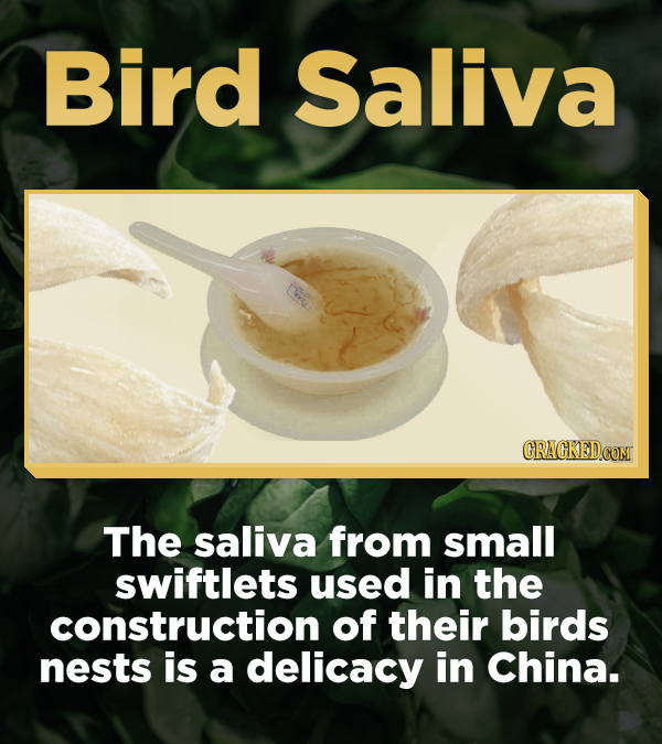 Bird Saliva CRACKEDCON The saliva from small swiftlets used in the construction of their birds nests is a delicacy in China.