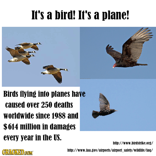 It's a bird! It's a plane! Birds llying into planes have caused over 250 deaths worldwide since 1988 and $614 million in damages every year in the US.