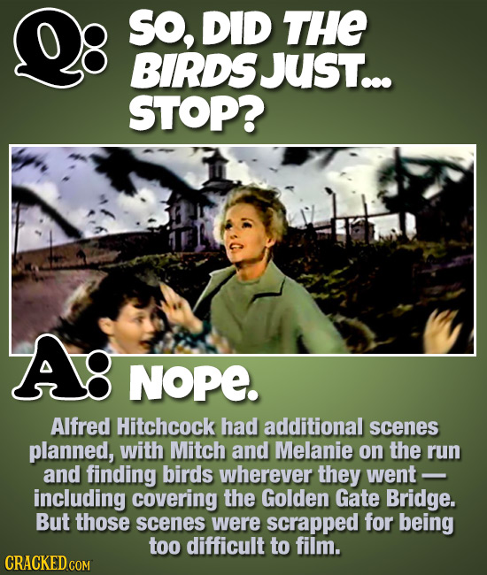 SO, DID THE BIRDS Just... STOP? Ag NOPE. Alfred Hitchcock had additional scenes planned, with Mitch and Melanie on the run and finding birds wherever