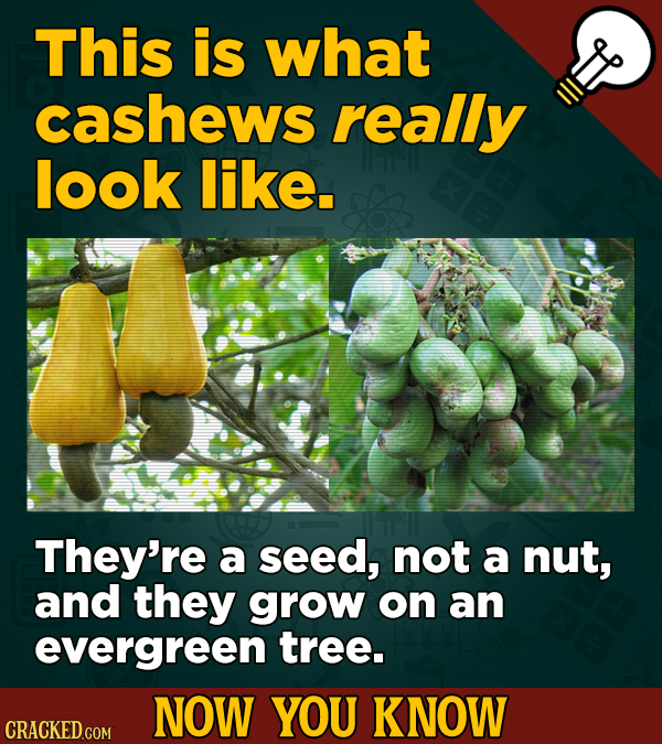 This is what cashews really look like. They're a seed, not a nut, and they grow on an evergreen tree. NOW YOU KNOW CRACKED COM