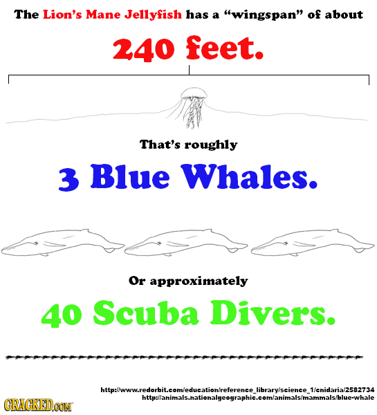 The Lion's Mane Jellyfish has a wingspan of about 240 feet. That's roughly 3 Blue Whales. Or approximately 40 Scuba Divers. htinslwwedanbicemescaten