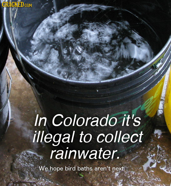In Colorado it's illegal to collect rainwater. We. hope bird baths aren't next.