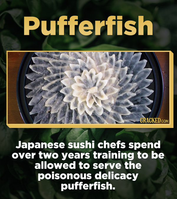 Pufferfish Japanese sushi chefs spend over two years training to be allowed to serve the poisonous delicacy pufferfish.